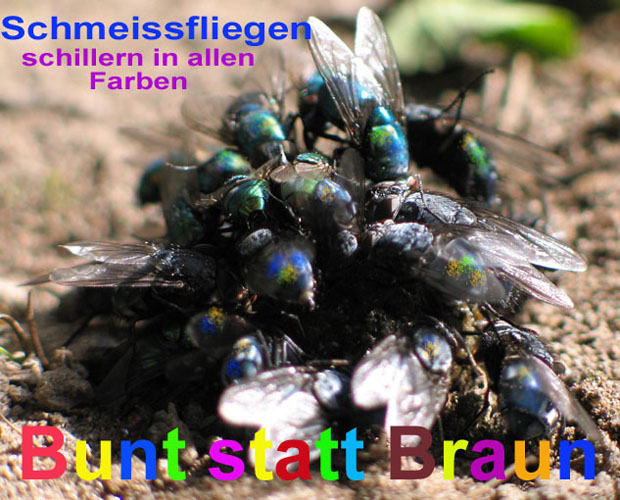 Schmeißfliegen Schmeißfliegen